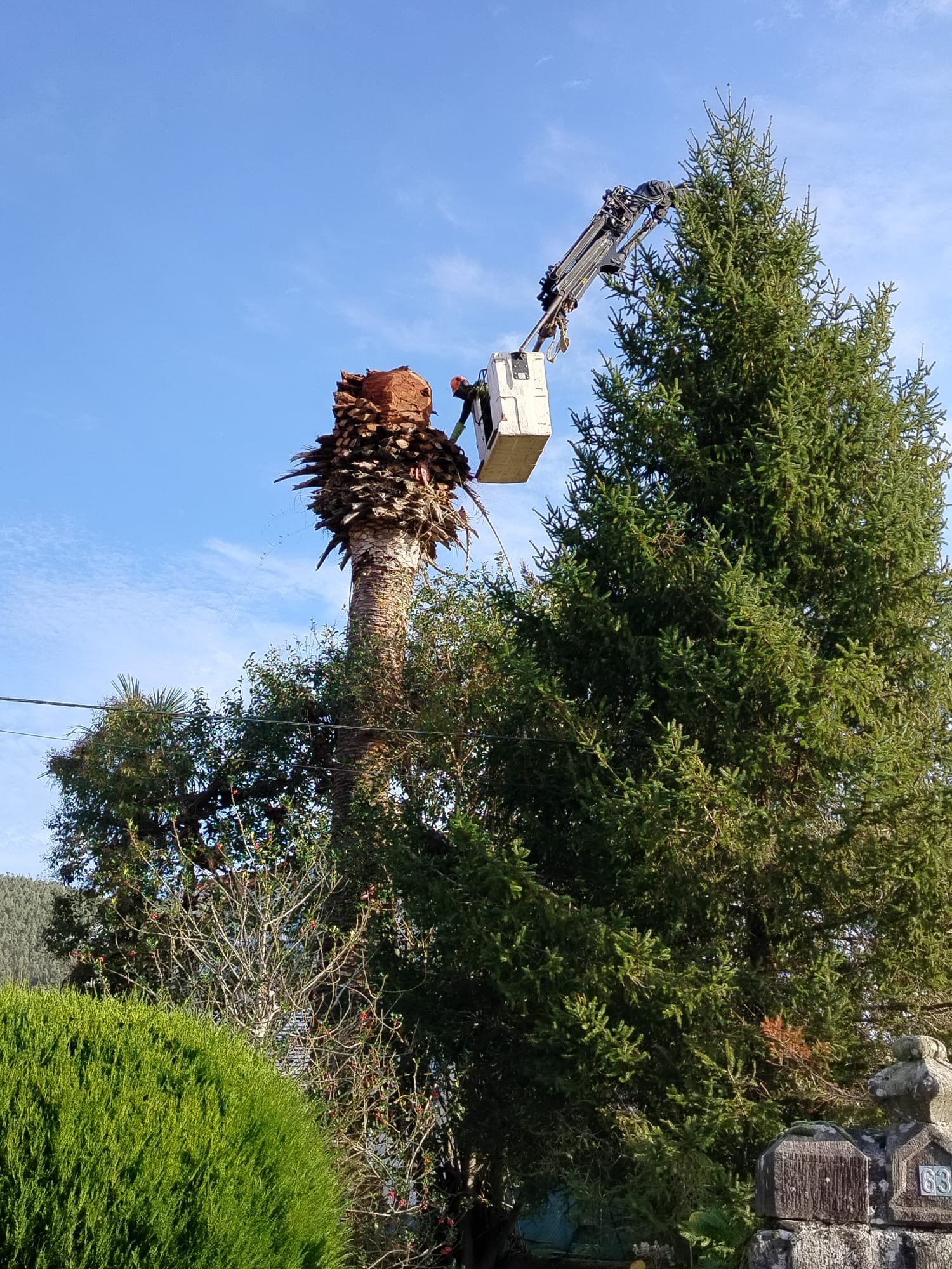 poda-palmera-plataforma-elevadora-cantabria